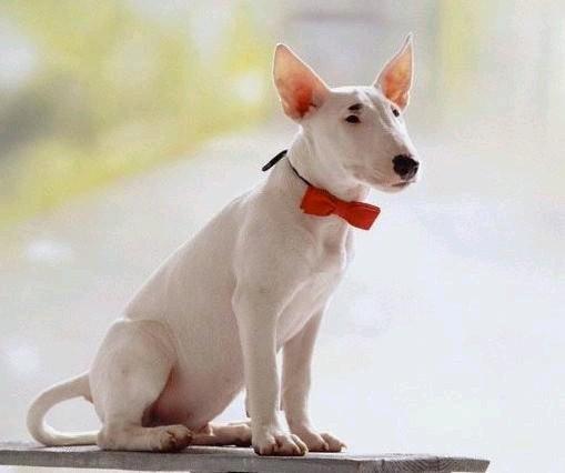 狗狗大全,送给喜欢狗的人）