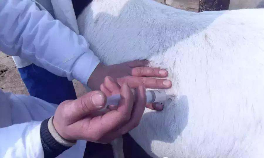 常见羊病用药配方大全图解,羊病治疗最佳用药配方表格