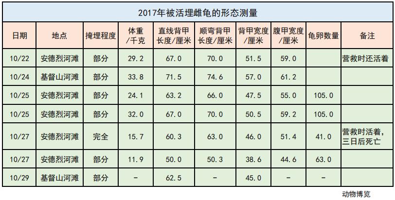 巨型侧颈龟幼龟,巨型侧颈龟下蛋