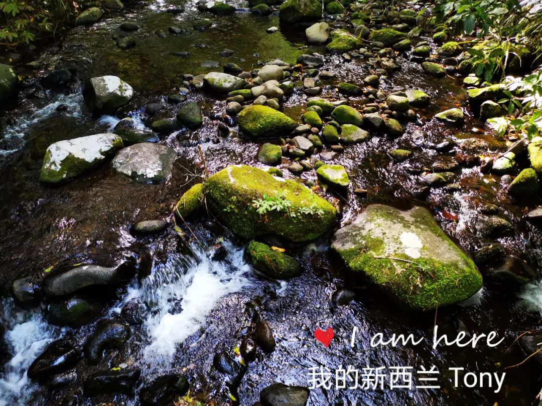 新西兰的雨林||皮龙亚狂想曲（7）