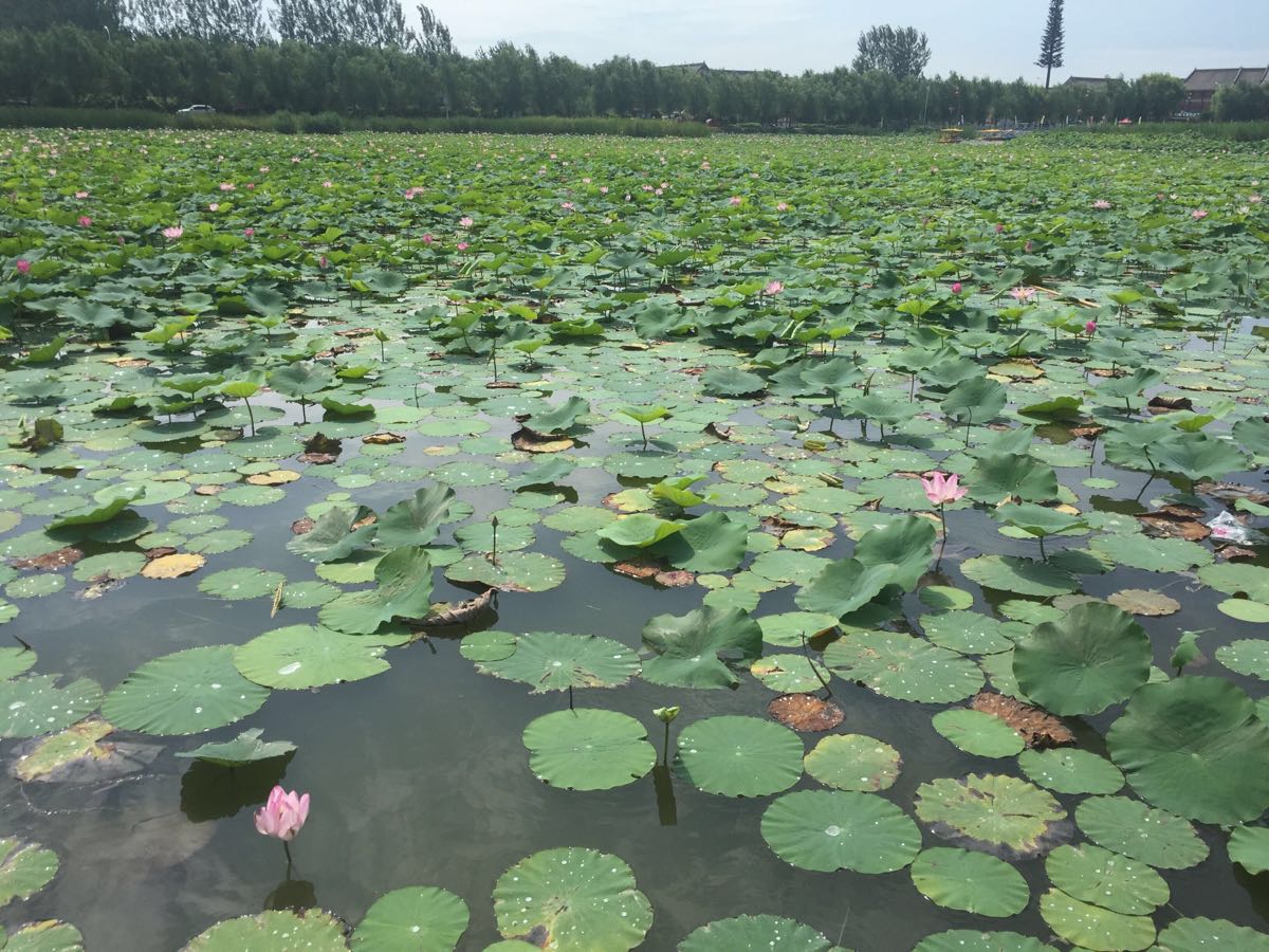 淮阳100年前的庙会是这样的,淮阳庙会景点观看
