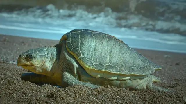 你在搞笑吗韩语,bbc搞笑视频