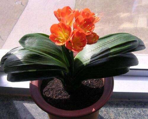 君子兰怎么养出宽大肥厚的叶片,君子兰怎么养叶子长得茂盛