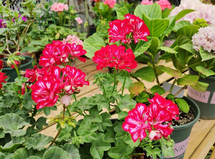 天竺葵怎么养才开花长久,天竺葵怎样养护开花不断