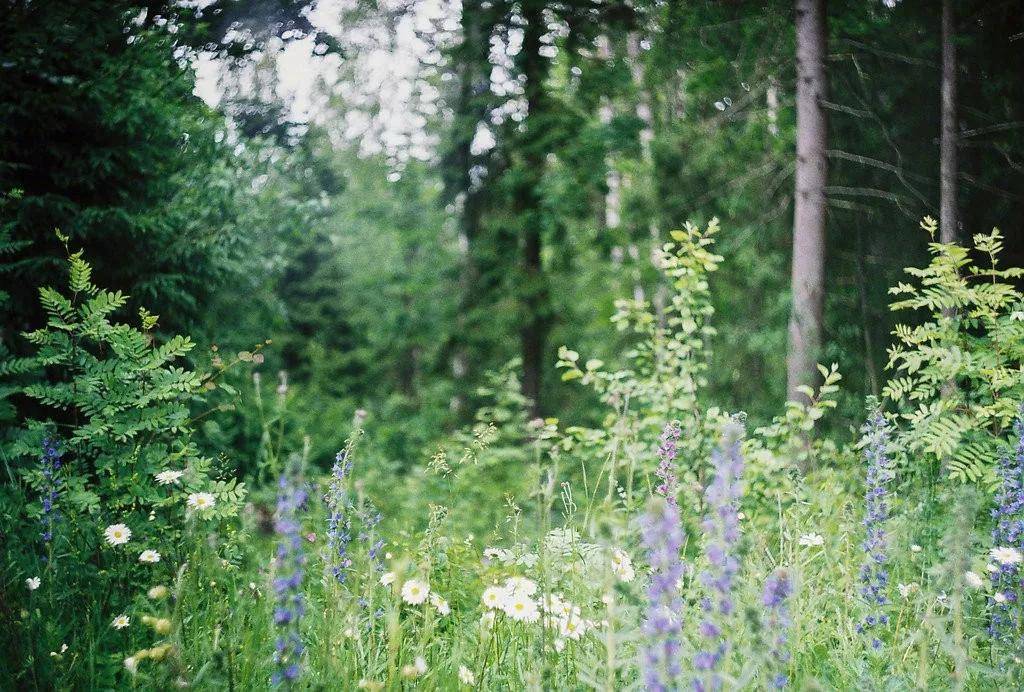 心中有花开人生春常在原文,心里有花开人生春常在