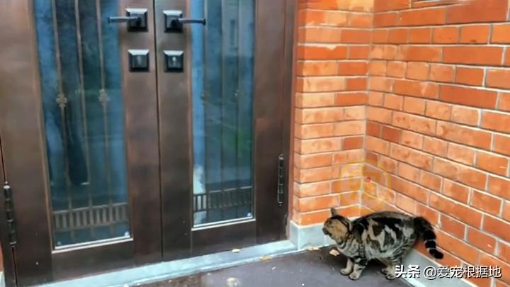 同伴被困空房子,流浪猫向人类求助,获救后它竟主动让出食物