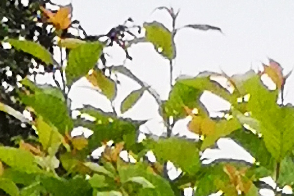 樱桃树缺铁施什么肥害,樱桃树缺铁怎么补救最好