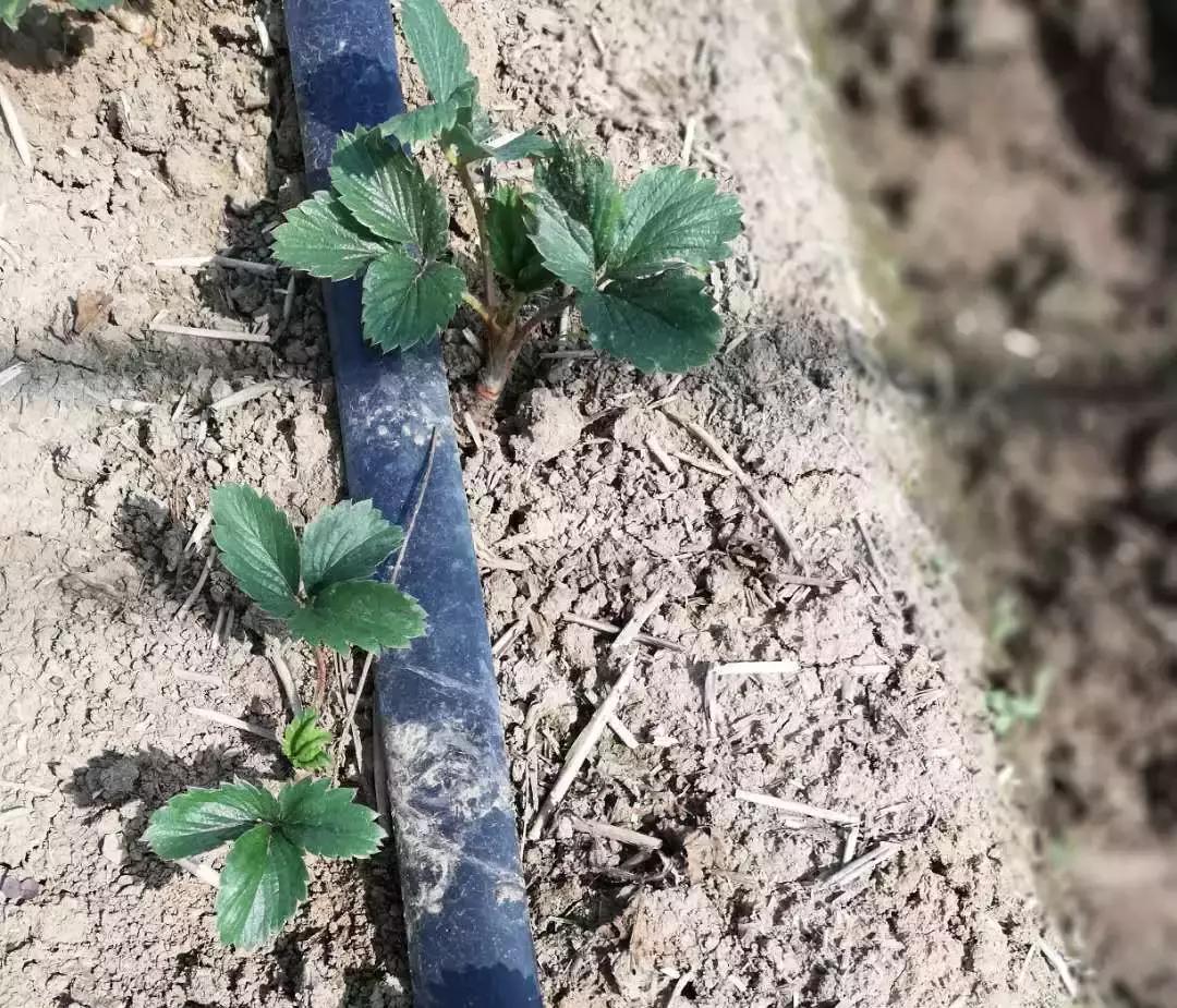 草莓幼果生长缓慢怎么回事,草莓缓苗慢怎么办