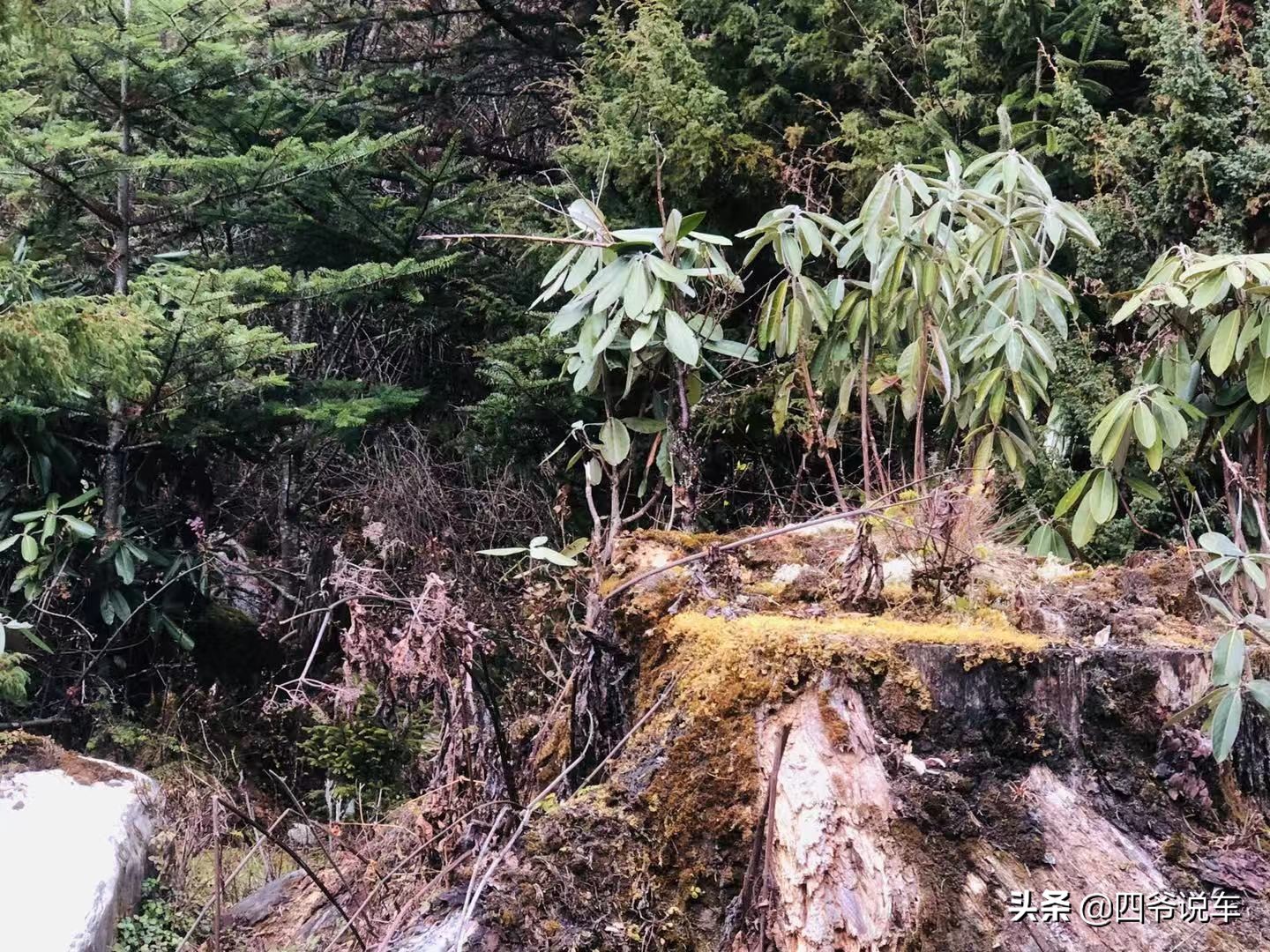 林芝看南迦巴瓦峰的观景台,西藏自驾游南迦巴瓦峰