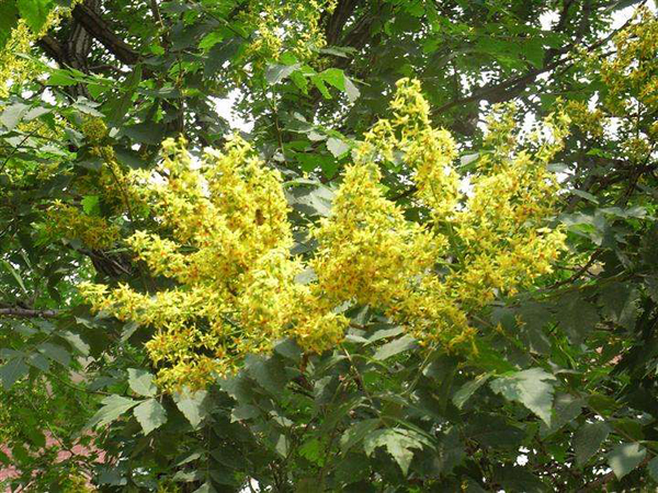 栾树病虫害防治有哪些,栾树的病虫害防治