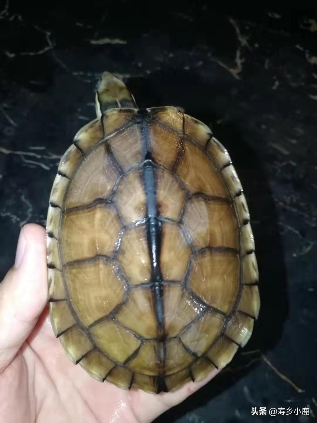 石金钱龟价格暴涨和暴跌的背后，真正的推手是谁？帮凶是谁？