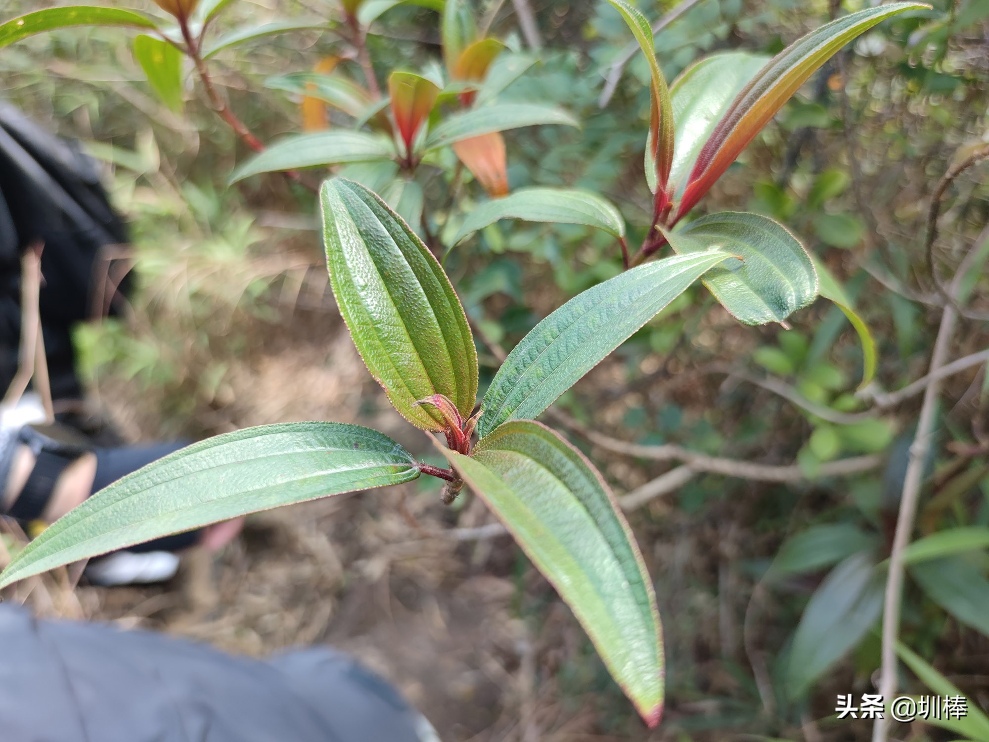 爬深圳梧桐山原视频,深圳鼓嶂岭