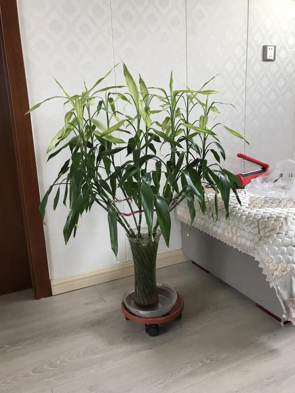 富贵竹黄叶用什么解决,富贵竹黄叶有什么补救方法