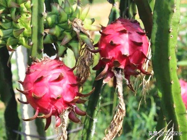 火龙果十大杀菌药,火龙果防病用什么药