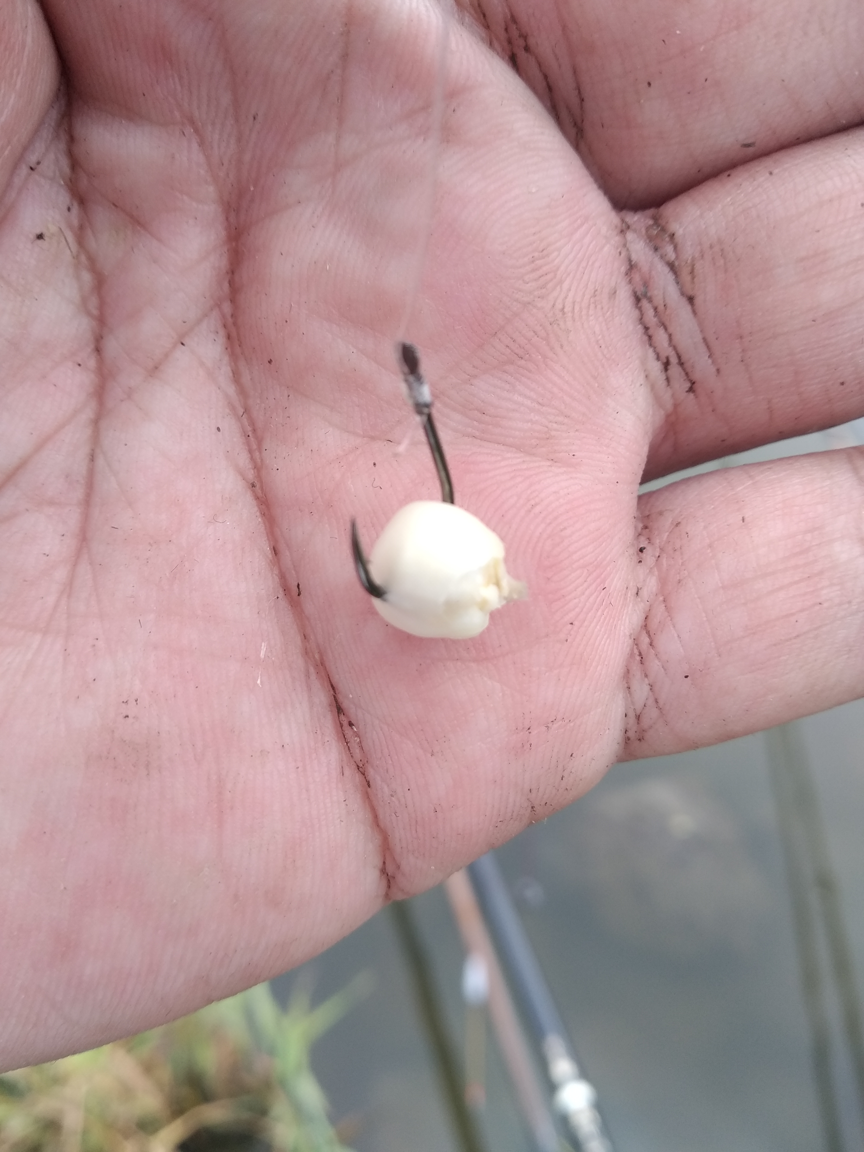 水库钓鱼小杂鱼太闹了怎么钓,对付小鱼闹窝的钓鱼技巧