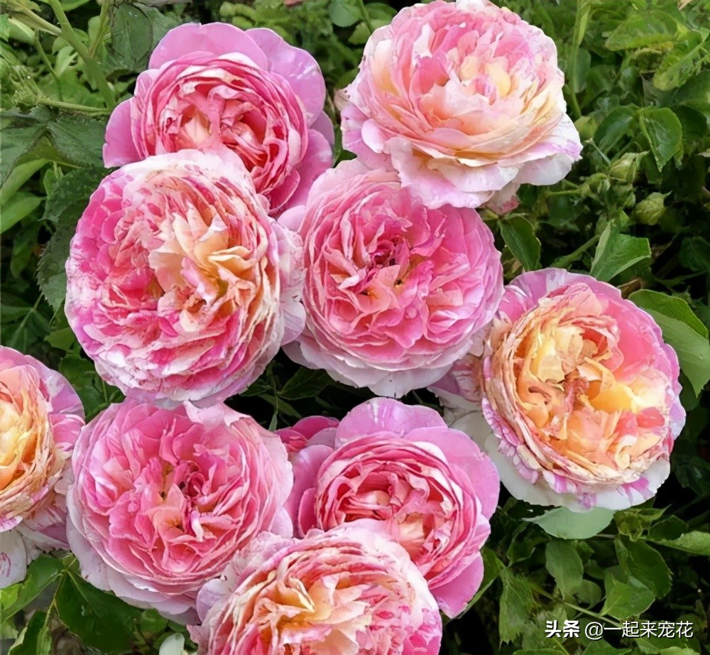 月季花质量排行榜,十大高颜值月季