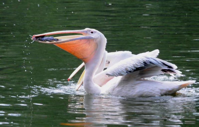 海上大量鹈鹕捕鱼,澳洲鹈鹕捕鱼图片