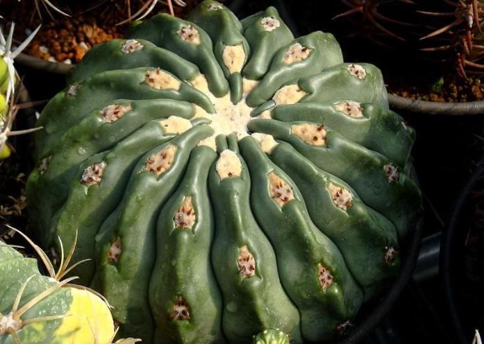 种巨型仙人球,8种仙人球