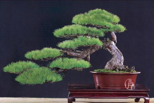 青云计划宠物写作技巧,青云计划游戏获奖文章