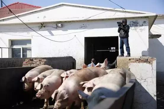 养猪致富手册,养猪技术指南