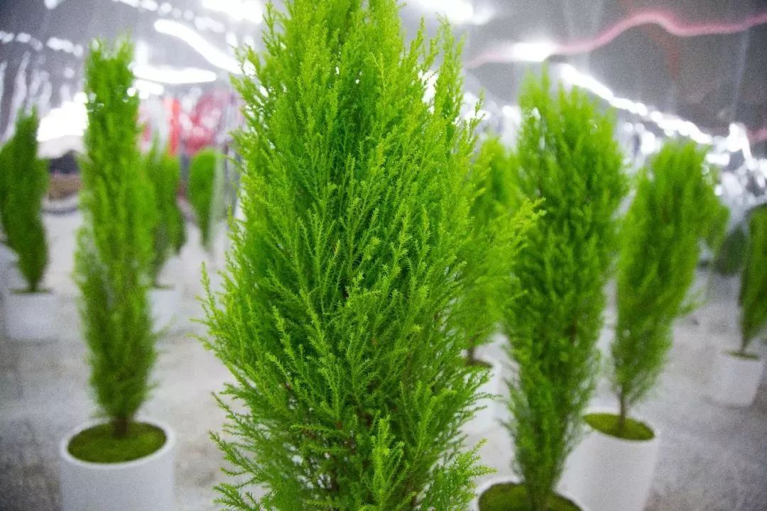 快闪店陈列展示,快闪店案例效果图现场直播