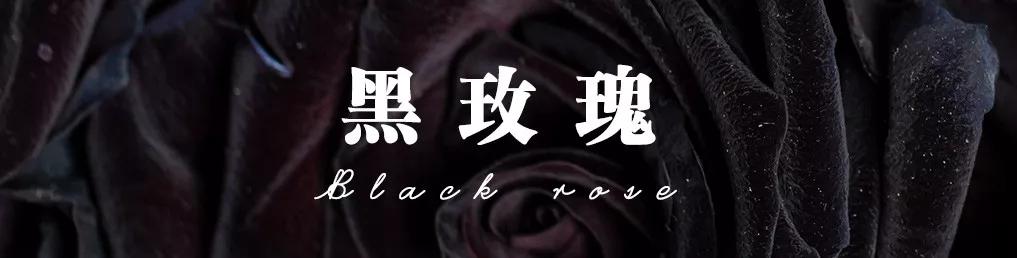 花店必备的5款玫瑰,鲜花图鉴一次性认识30种玫瑰花