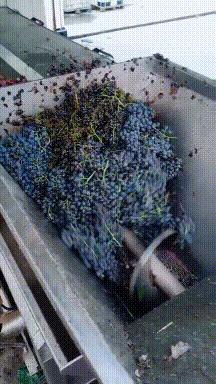 搞笑gif狗子我为这个家操碎了心,搞笑gif图片狗子都开始学坏了