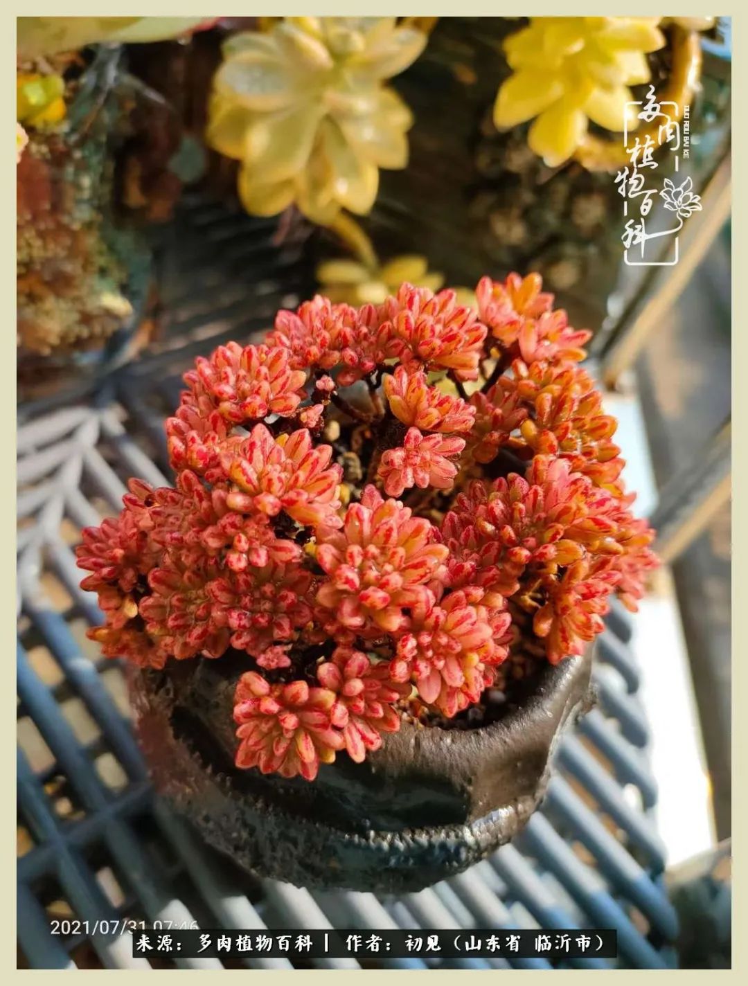 和多肉植物相伴,和多肉相处的心情