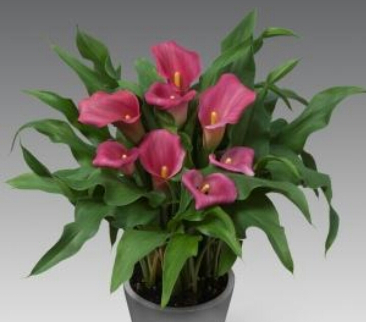 彩色马蹄莲怎么养爱开花图片,彩色马蹄莲夏季的养殖方法