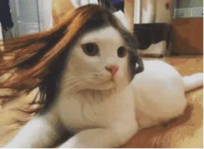 体毛可以移植么,体毛移植到头顶可行吗