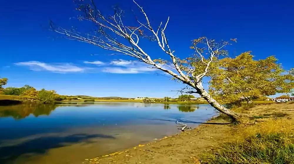陶瓷品种推荐,陶瓷品种有哪些