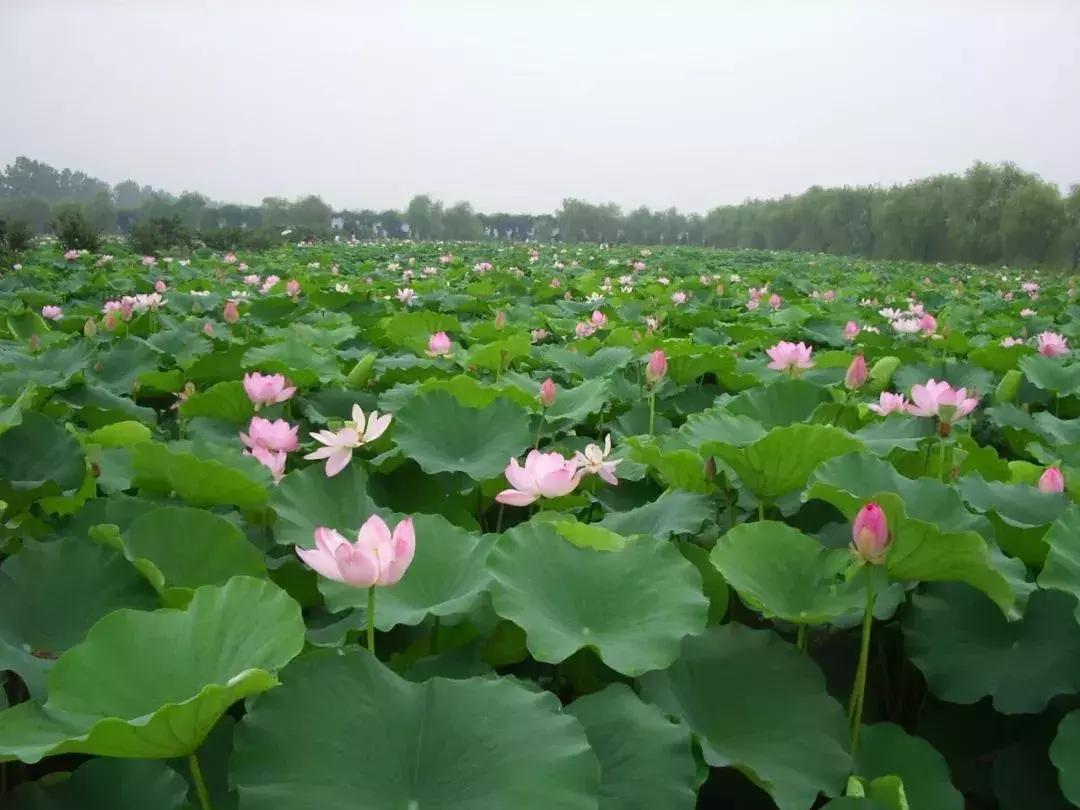 金湖荷花荡图片,金湖荷花荡介绍