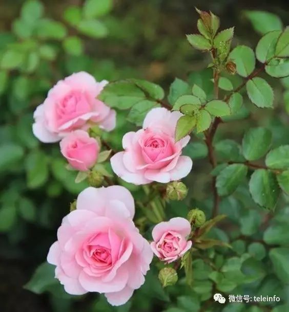 中国十大名花你认识几种呢,中国十大名花你喜欢哪种呢