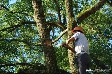 小区绿化养护一般做哪些工作,小区绿化养护需要什么资质