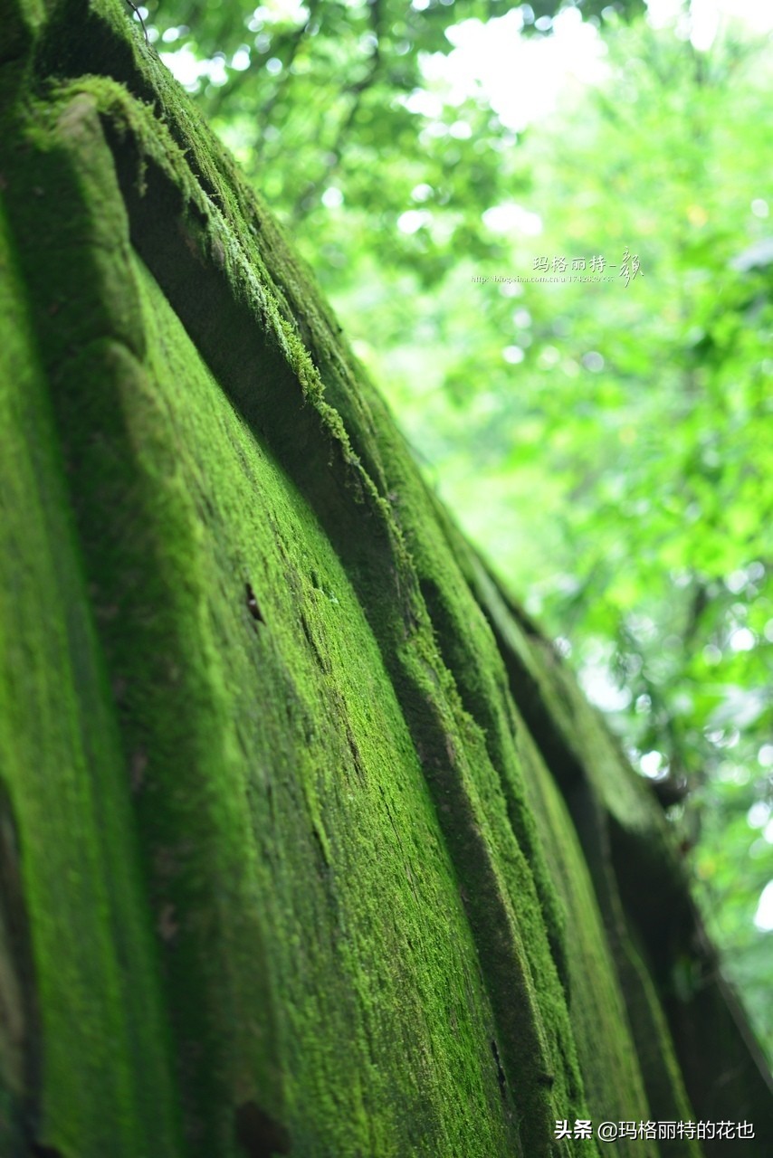种植苔藓养护方法,苔藓怎么养护才能长得好