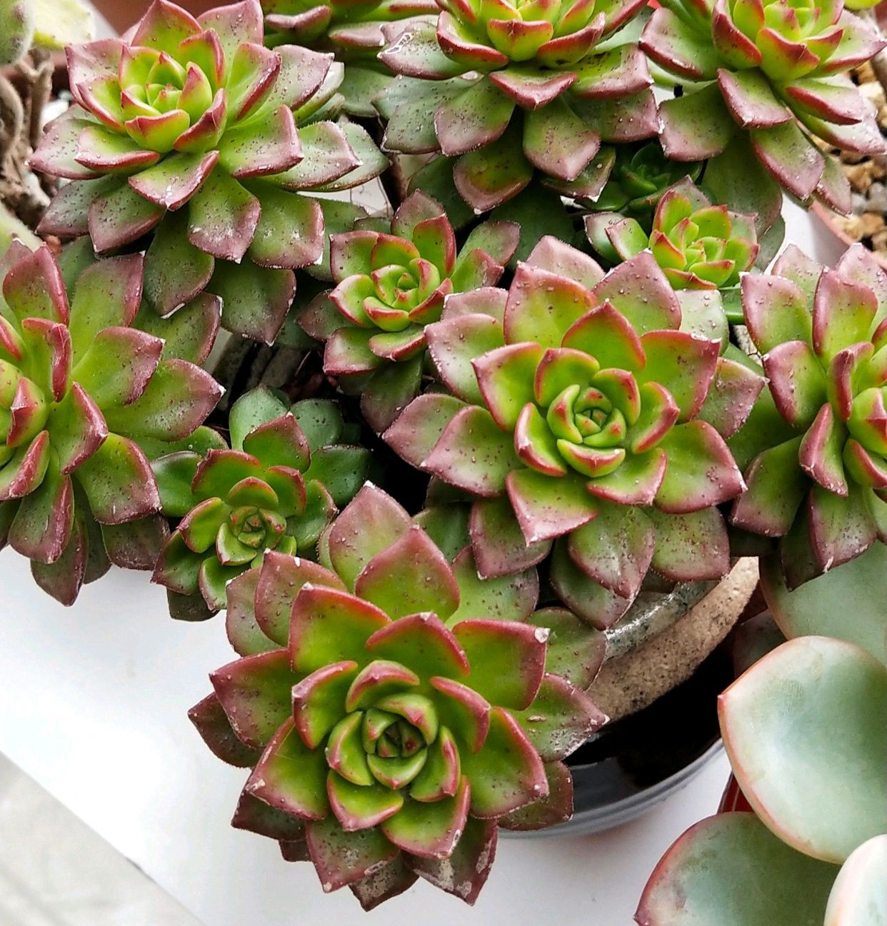 买回来的多肉怎么养,多肉蒂亚的叶子一摸就掉是咋回事