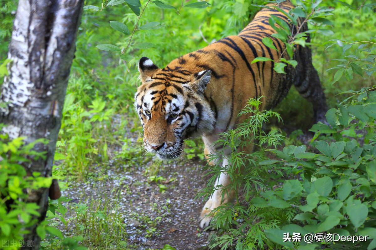 怎么样才能躲避东北虎,滑铲杀猛兽