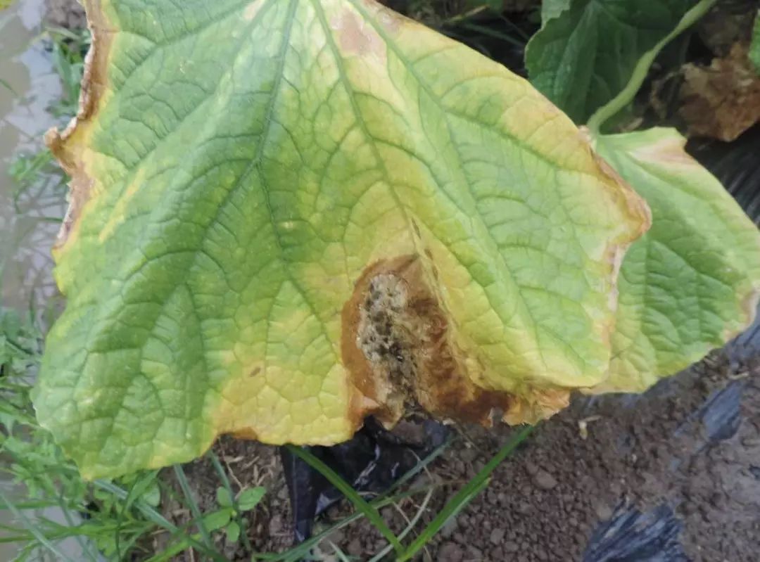 黄瓜病害图谱和防治黄瓜药害,黄瓜瓜条病害图谱