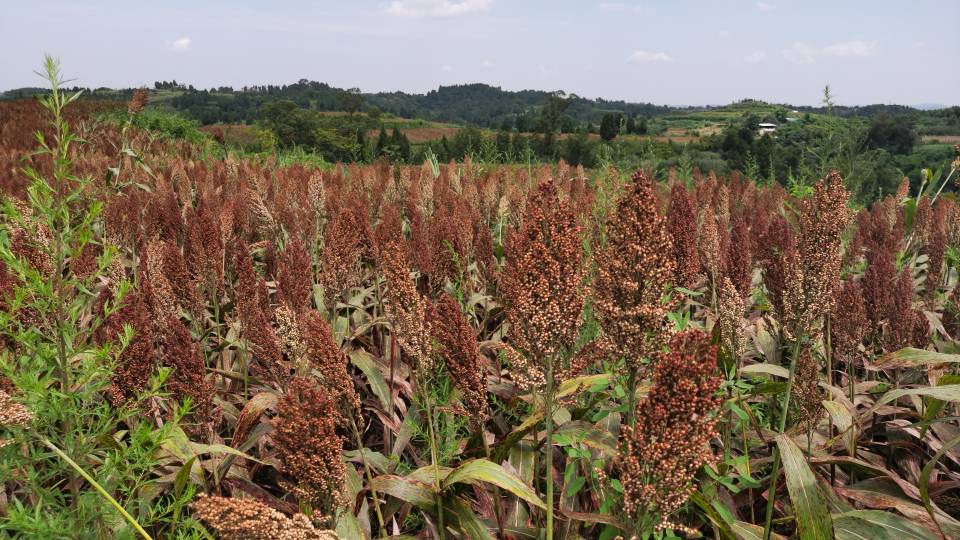 红了！红了！这些天的南充市嘉陵区龙蟠镇真的是“红遍天”了