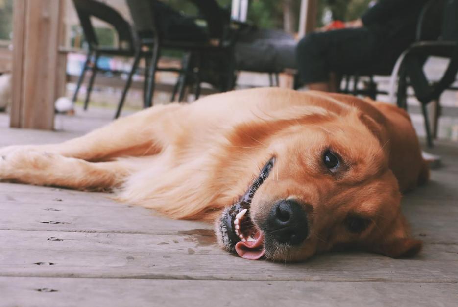 狗狗为什么经常哈气,狗狗不停哈气呼吸急促是怎么回事