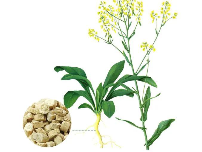 中药板蓝根的功效与作用,谈中药的网红