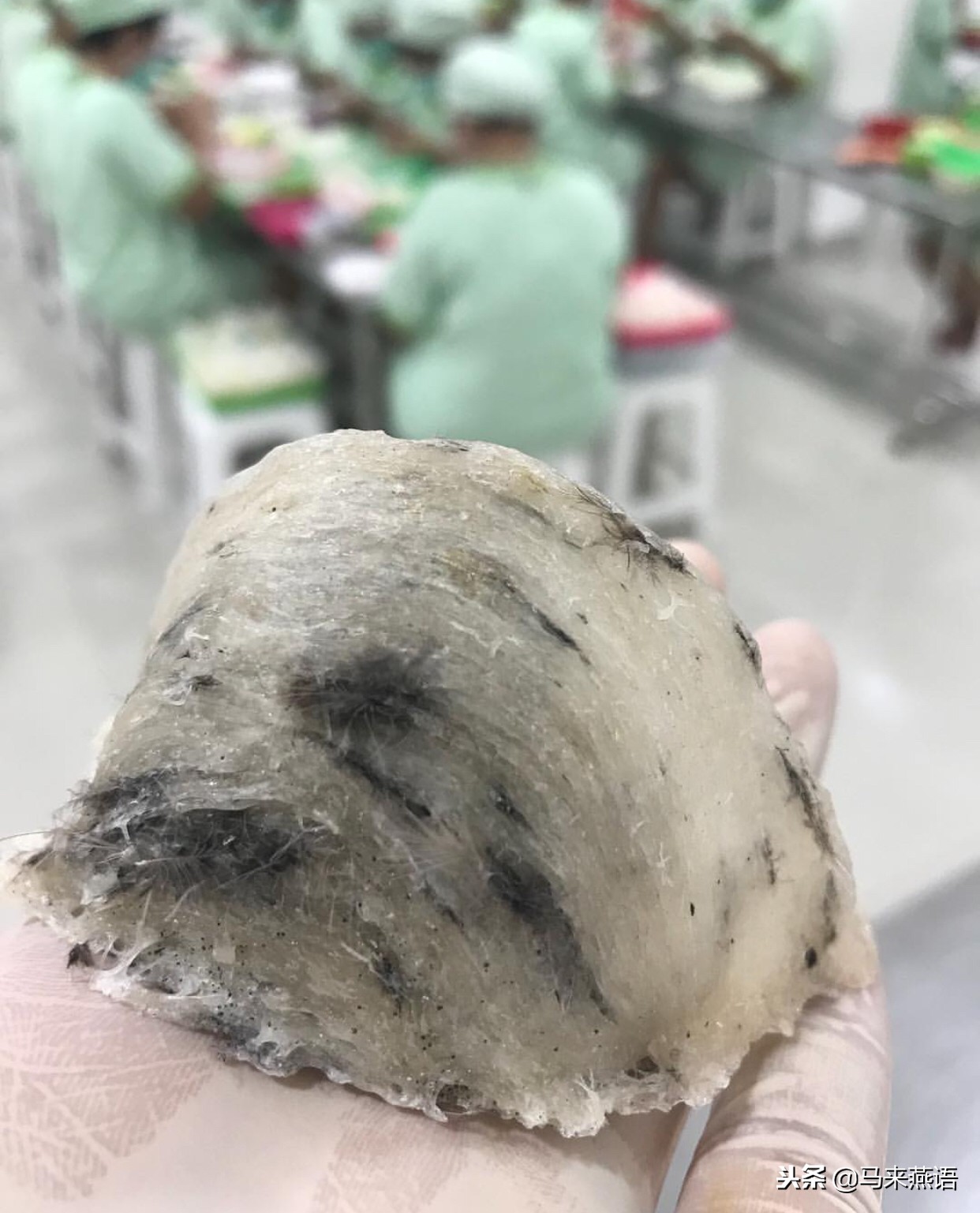 怎么分辨燕窝真假溯源码,印尼燕窝怎么分辨真假