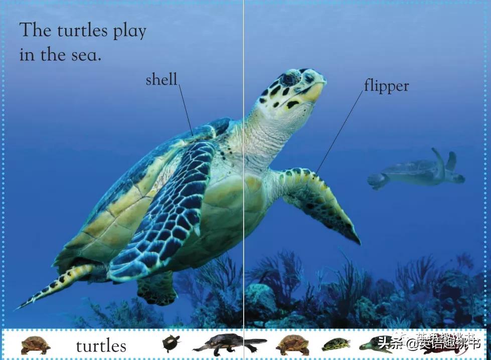 如果要推荐一本书要怎么推荐才好,如果一定要看一本书应该看什么书