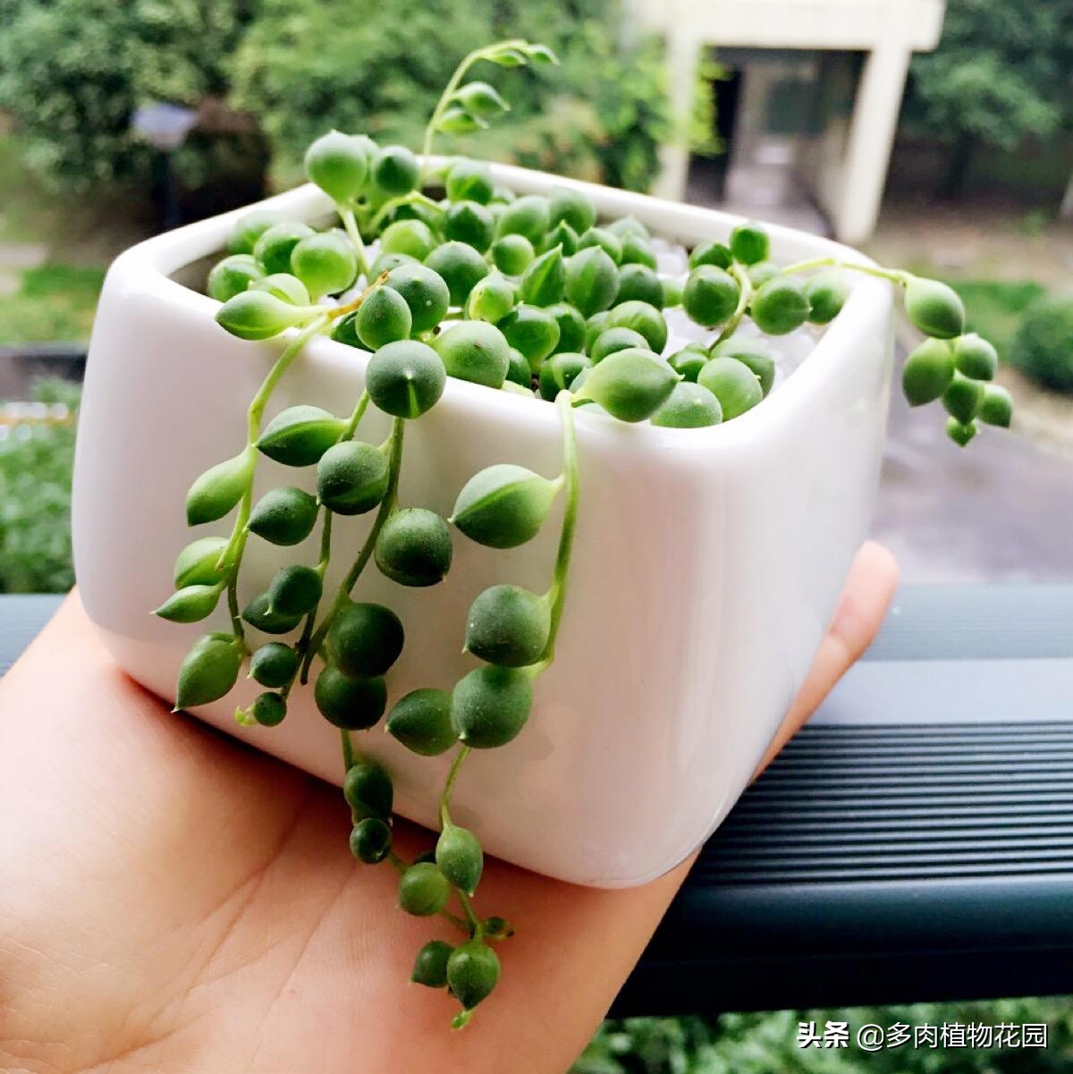 佛珠怎么养又圆又好看,佛珠不戴了要怎么处理