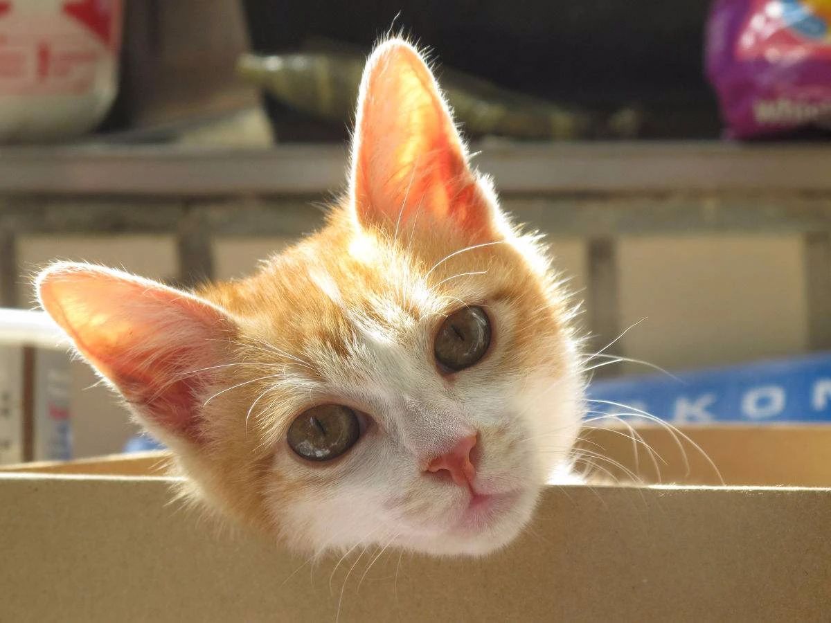 猫中暑怎么预防,猫中暑怎么缓解