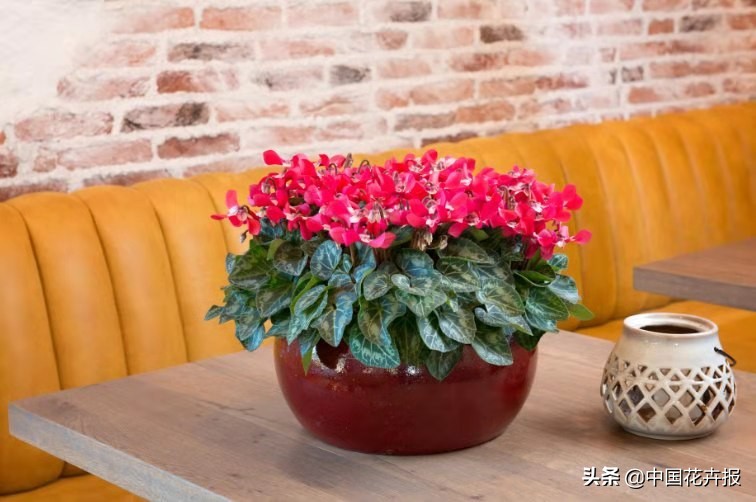 最好听的花的名字,100个好听的花名字