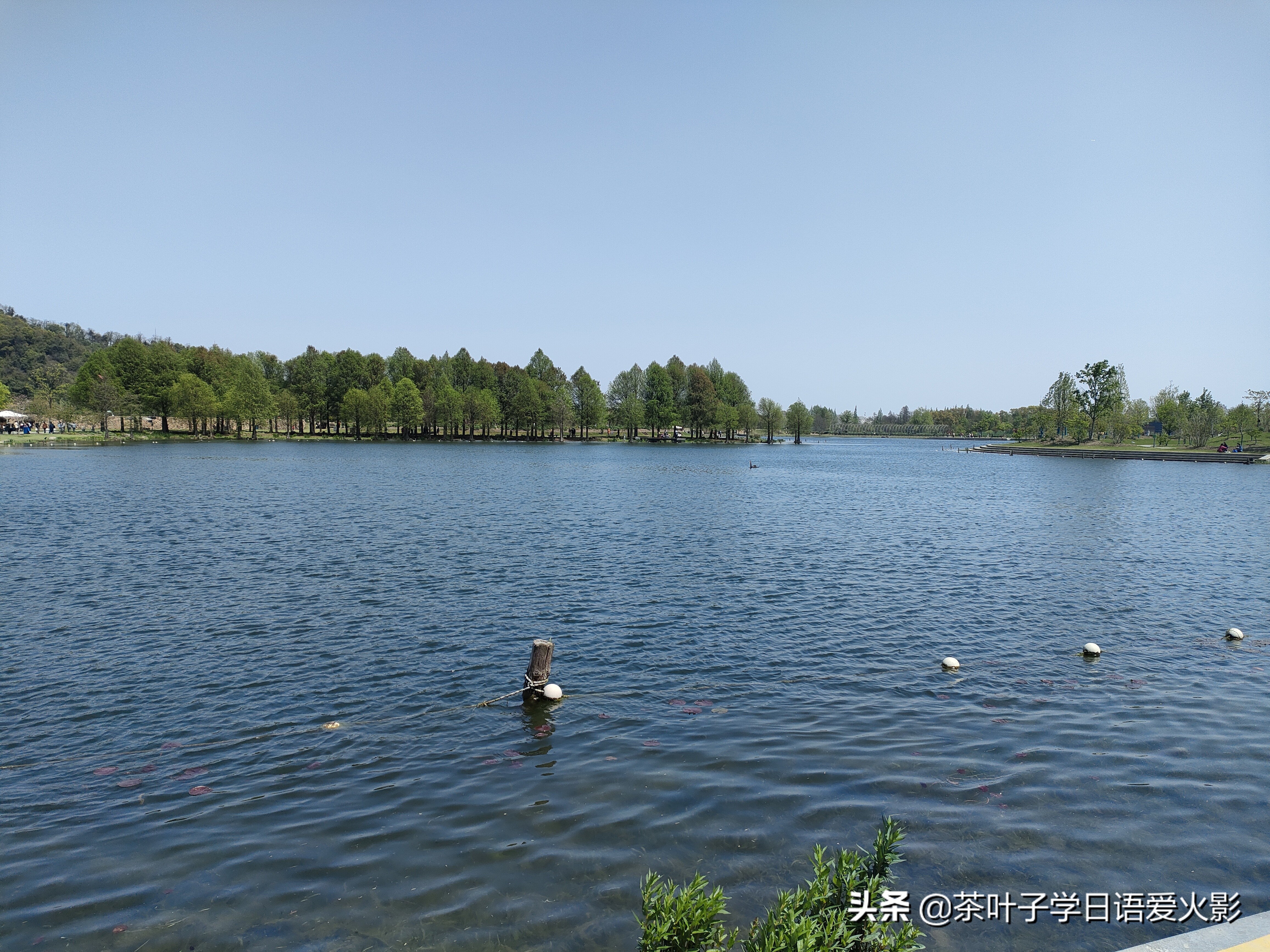 春天踏青适合去哪里玩,春天去上海辰山植物园攻略