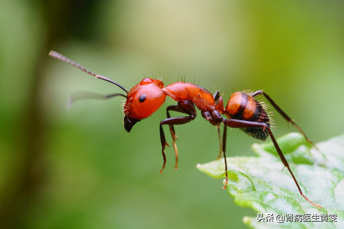 肾病患者被黄蚂蚁咬到,被蚂蚁咬了肾会衰竭吗