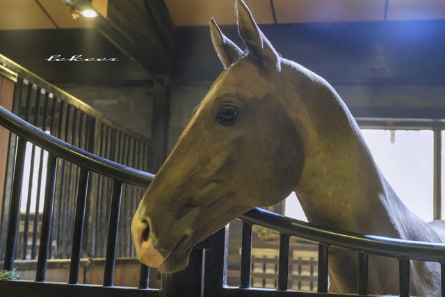 乌鲁木齐灯草沟滑雪,冰雪大世界滑雪体验