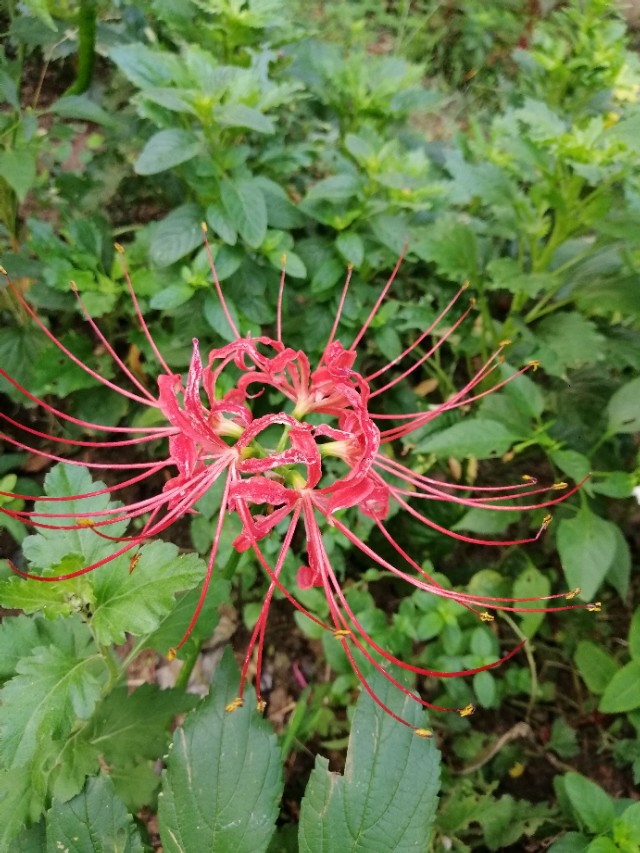 黄泉路上最美的风景，总能触动我内心最敏感的神经
